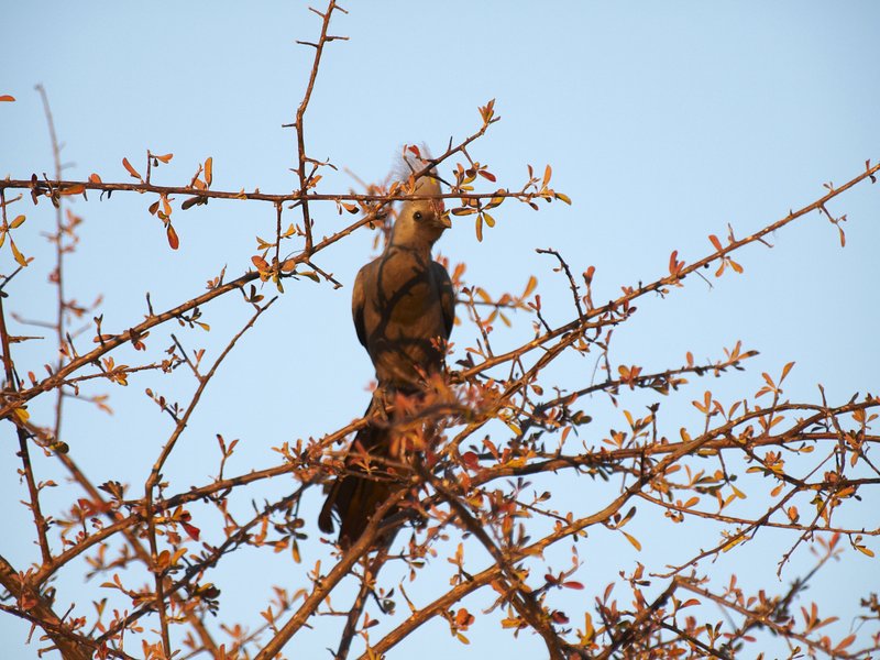 Mokuti, Grey go-away bird